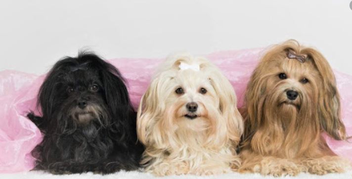 Havanese - One of the friendliest dogs in the world