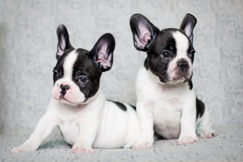 French bulldog - Things to know about the french bulldog