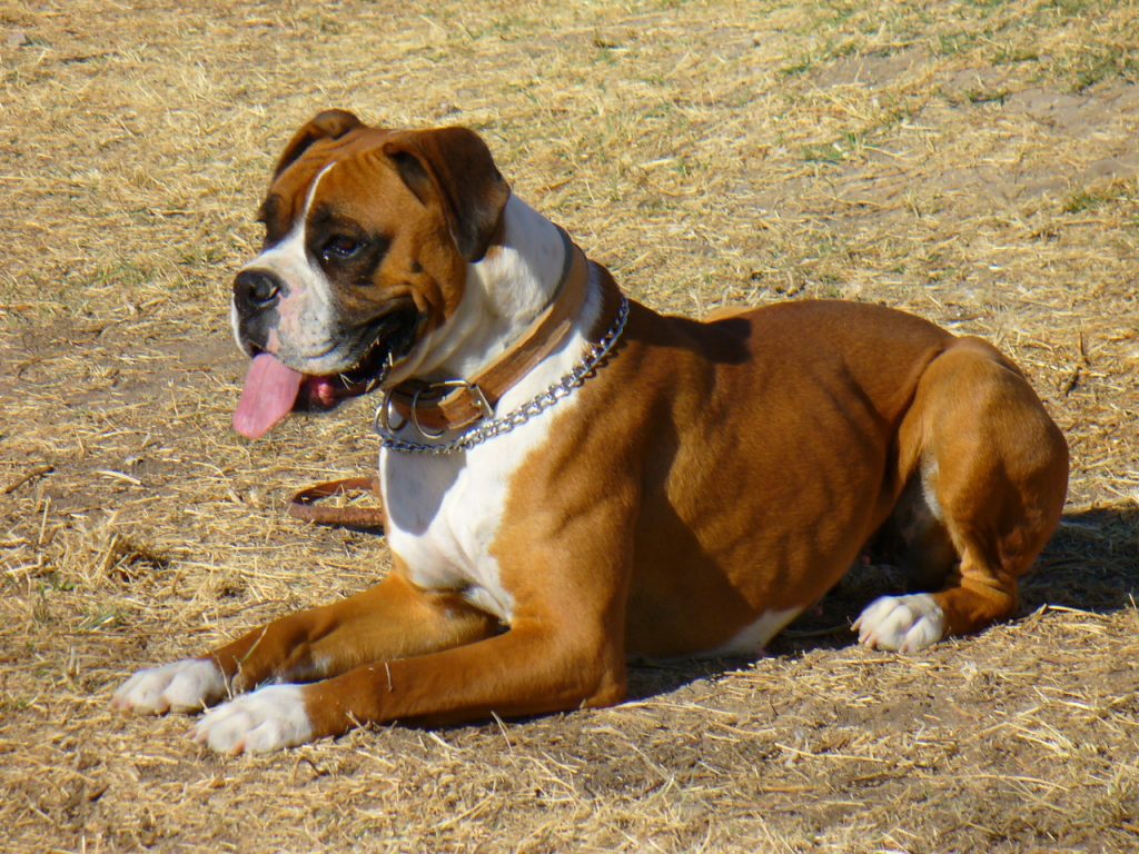 Boxer Dogs Brave And Proud Fighters