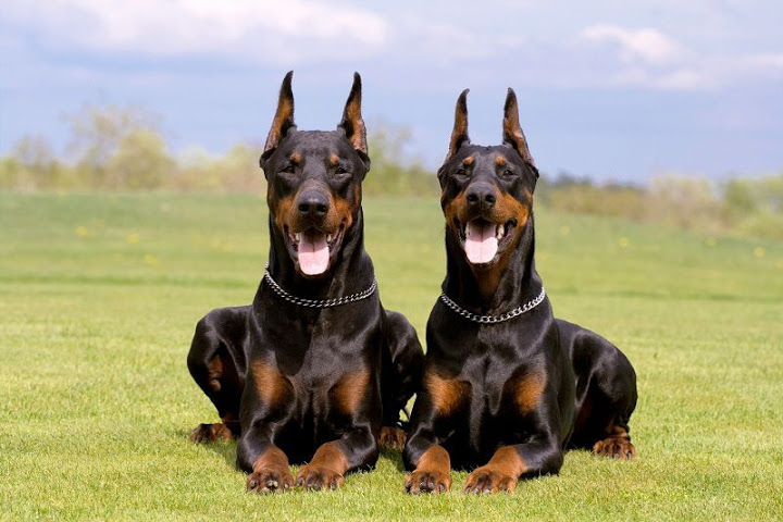 Doberman-Bodyguard Dog For Your Home