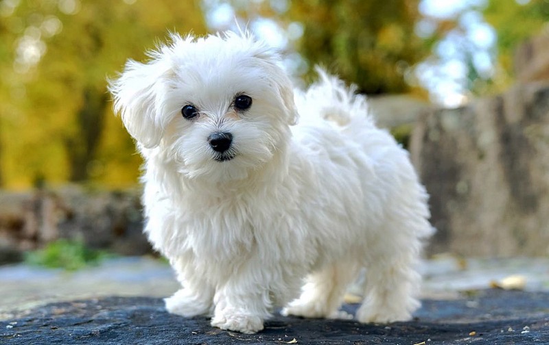 Maltese Dog - A noble dog like a fairy