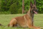 Learn something about the Belgian Malinois Becgie