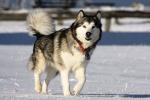 Alaskan Malamute dog and things to know