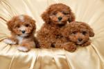 Learn about Poodle dogs to gain knowledge before taking care of them